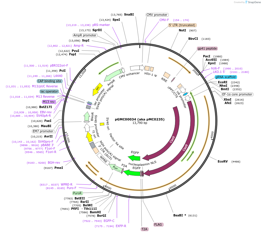 210751-plasmid-map-sequence-id-419751