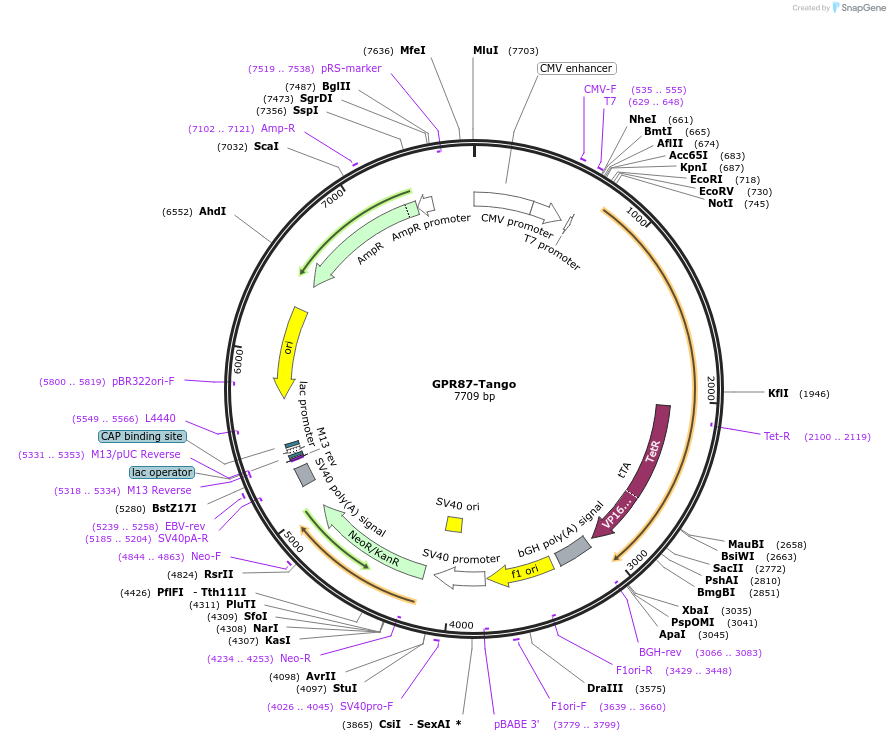 66379-plasmid-map-sequence-id-419752