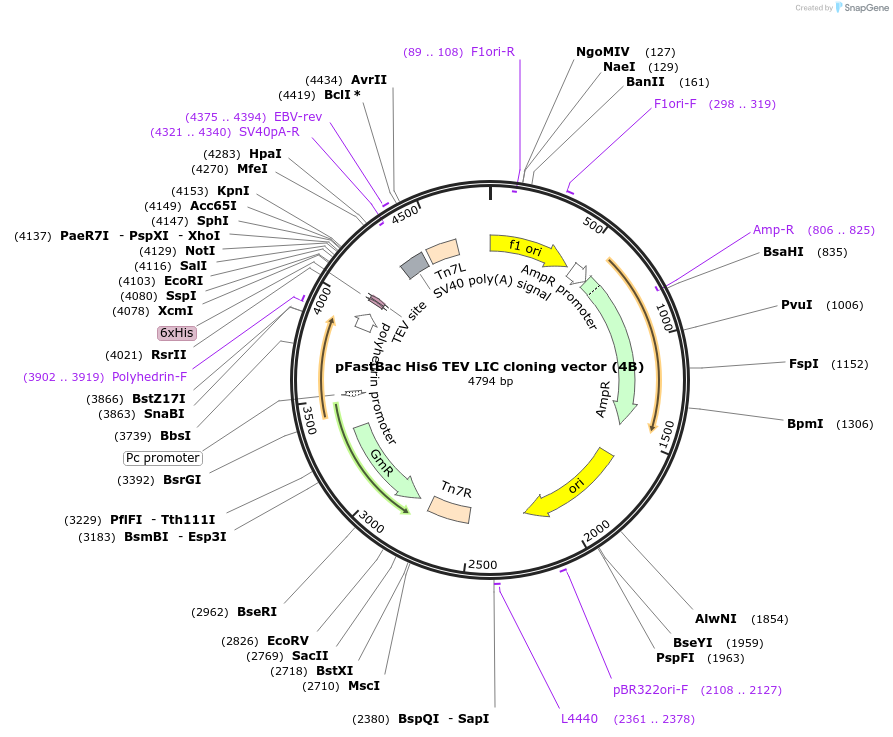 30115-plasmid-map-sequence-id-419753