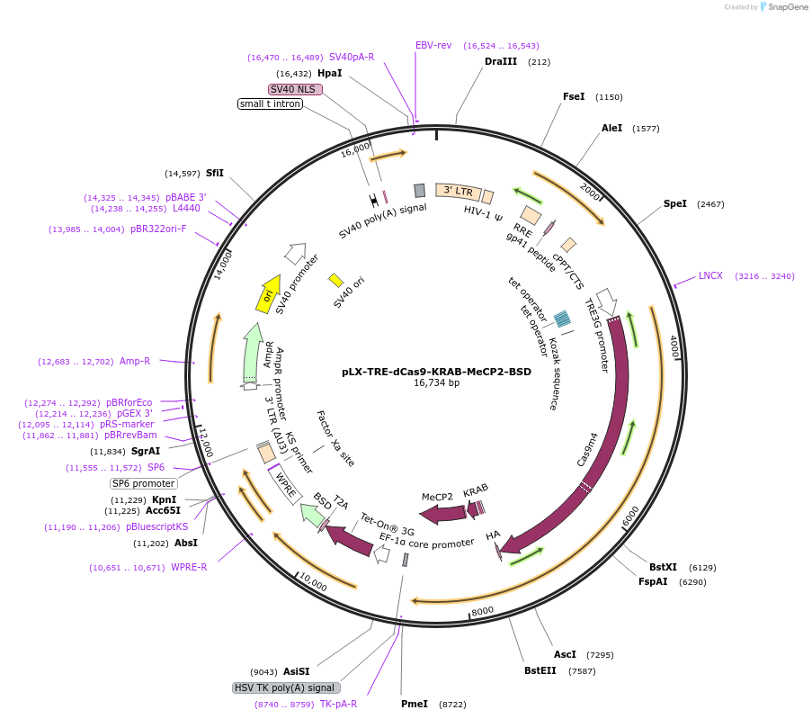 140690-plasmid-map-sequence-id-419754