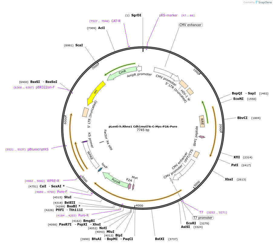 211617-plasmid-map-sequence-id-419842