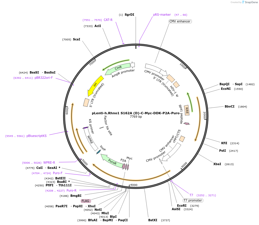 211623-plasmid-map-sequence-id-419843