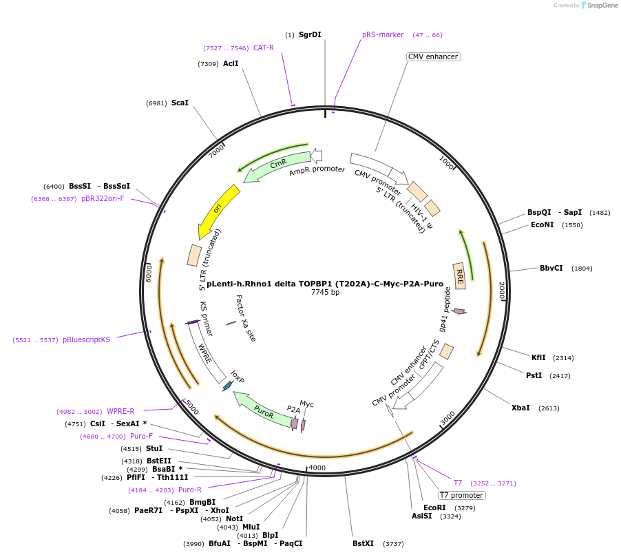 211619-plasmid-map-sequence-id-419846