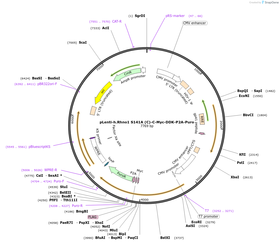 211622-plasmid-map-sequence-id-419850