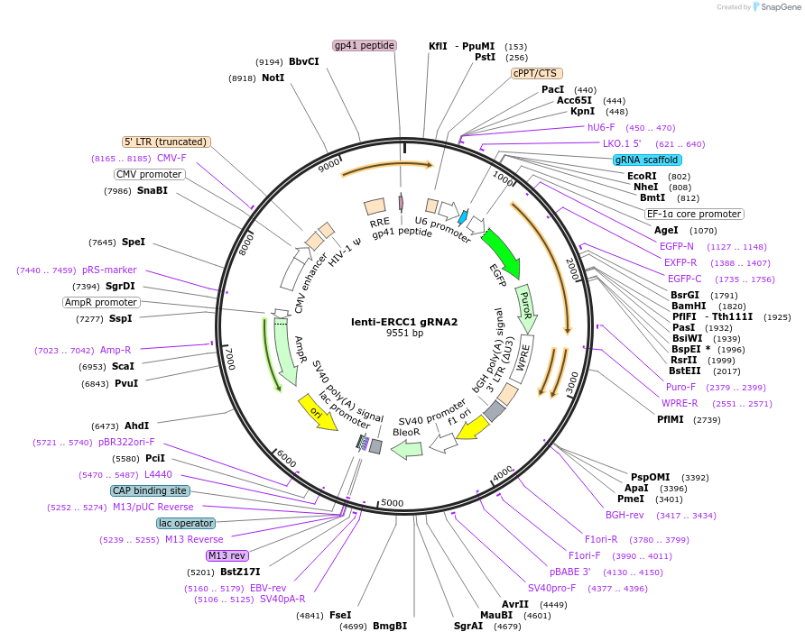 211631-plasmid-map-sequence-id-419862