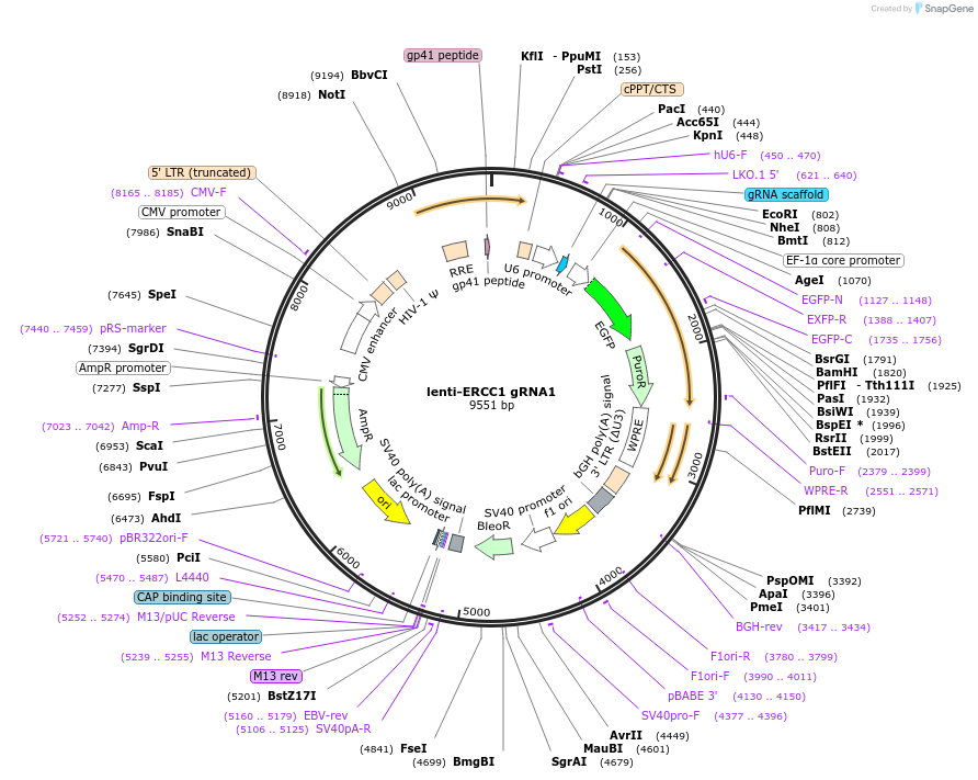 211630-plasmid-map-sequence-id-419863
