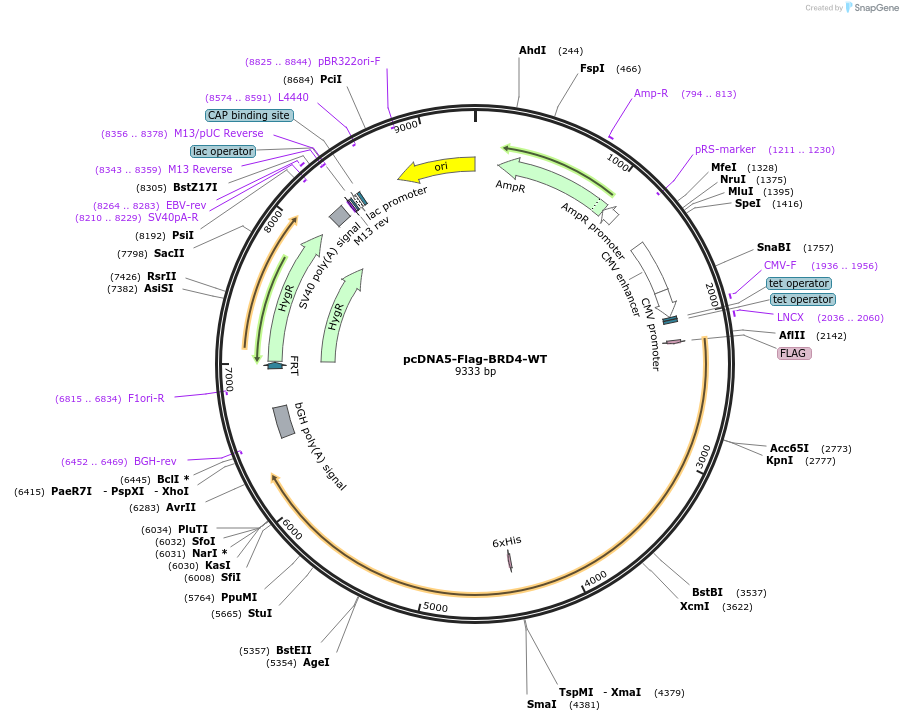 90331-plasmid-map-sequence-id-419870