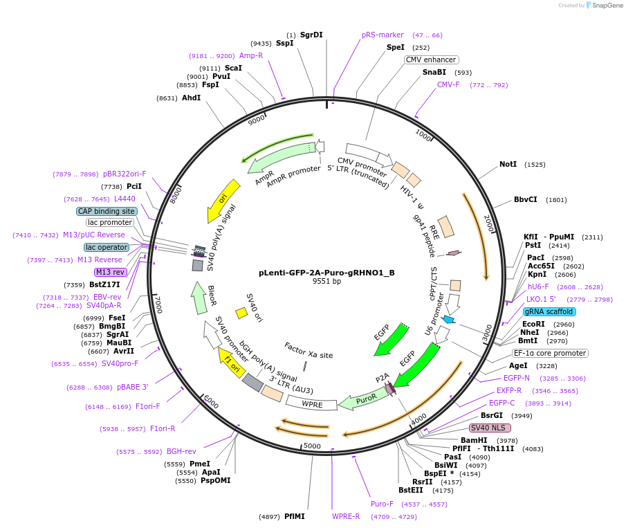 211614-plasmid-map-sequence-id-419883