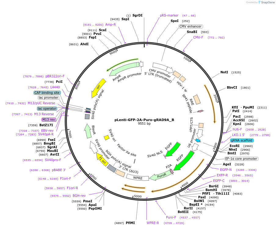 211612-plasmid-map-sequence-id-419885