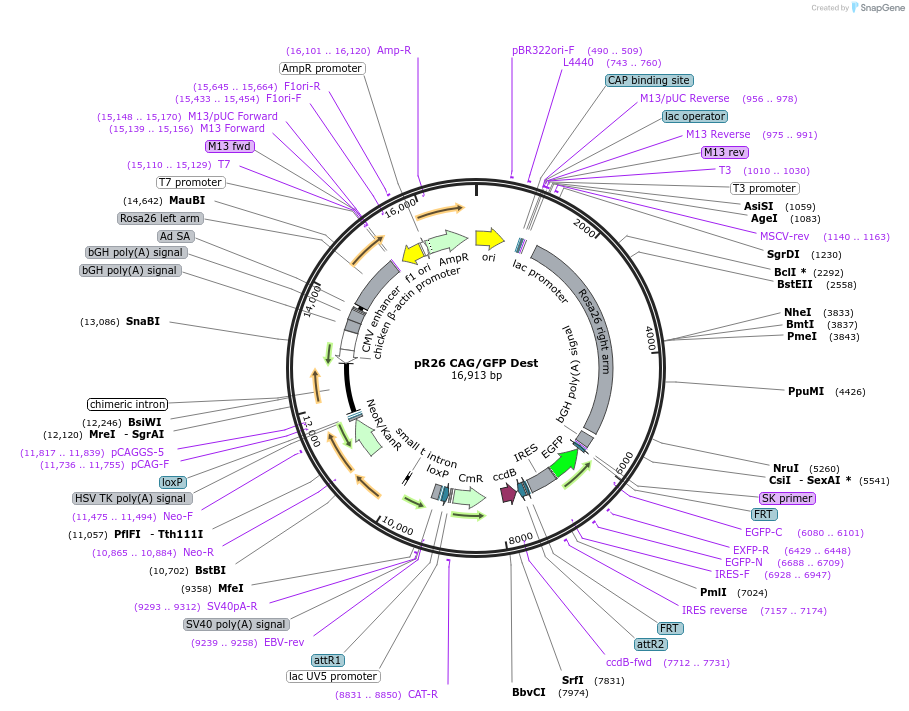 74281-plasmid-map-sequence-id-419887