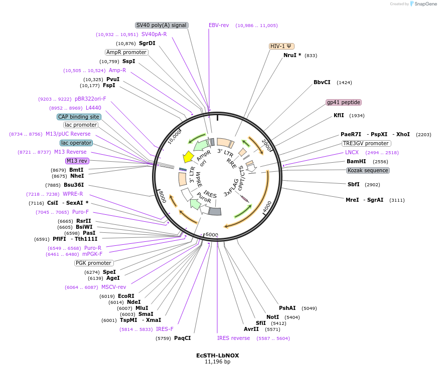 211924-plasmid-map-sequence-id-419891