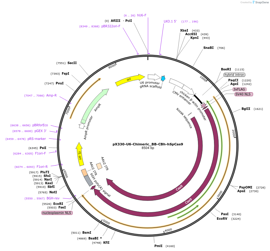 42230-plasmid-map-sequence-id-419908
