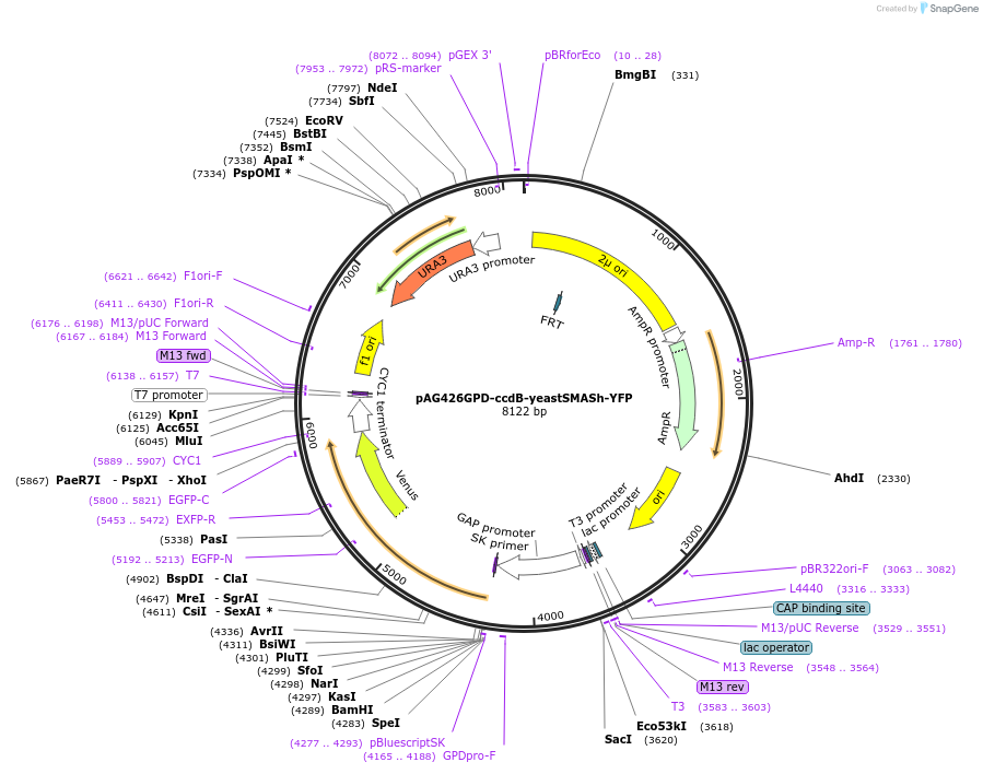 68854-plasmid-map-sequence-id-419922