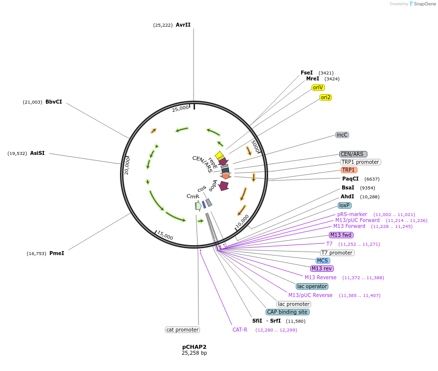 206847-plasmid-map-sequence-id-419939