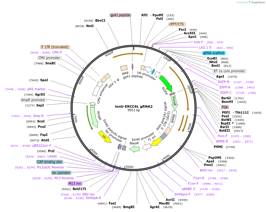 211633-plasmid-map-sequence-id-419950