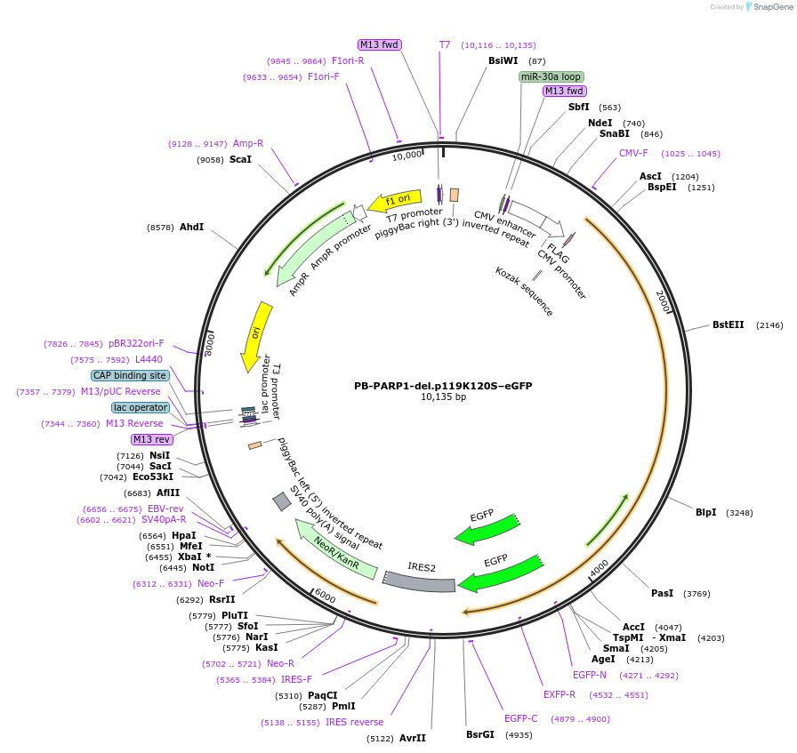 211554-plasmid-map-sequence-id-419955