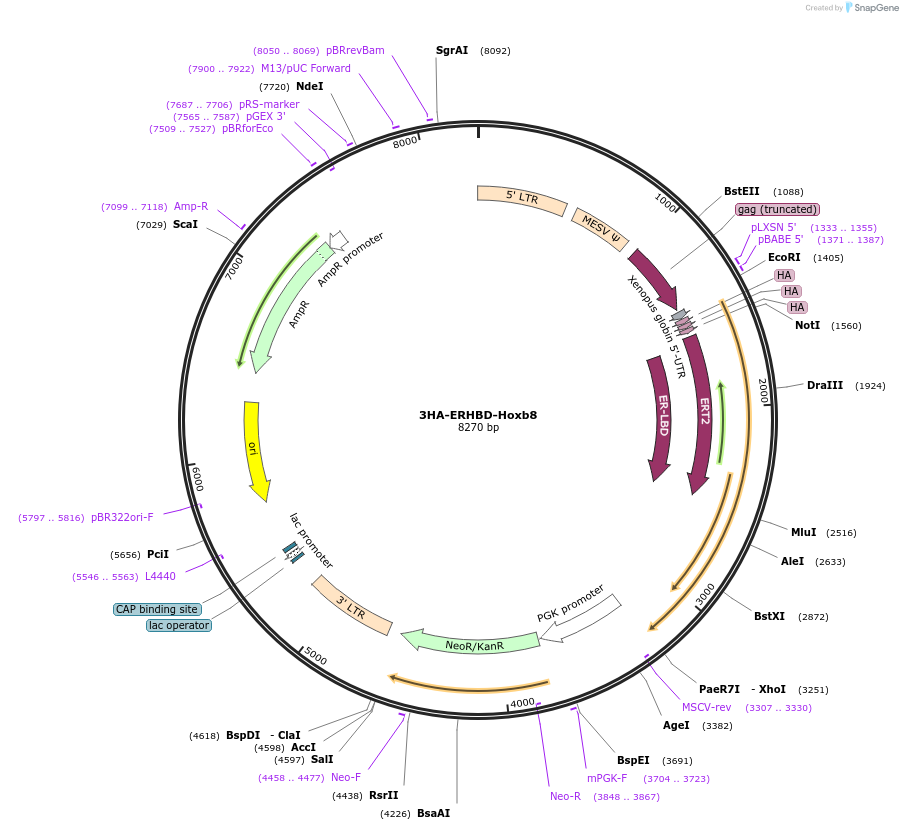 212932-plasmid-map-sequence-id-419960