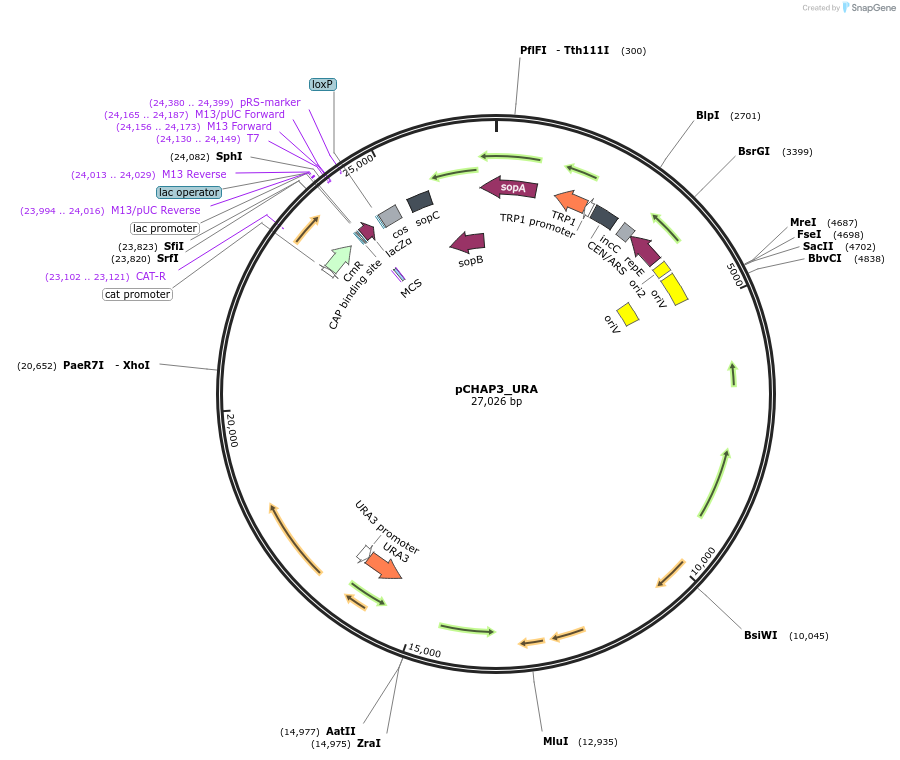 206848-plasmid-map-sequence-id-419965