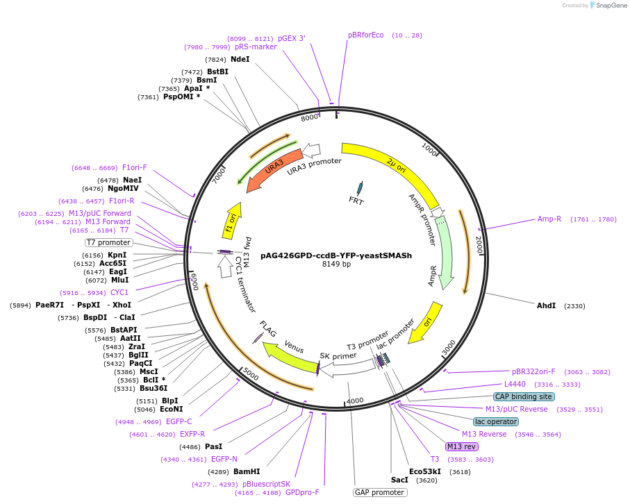 68855-plasmid-map-sequence-id-419982