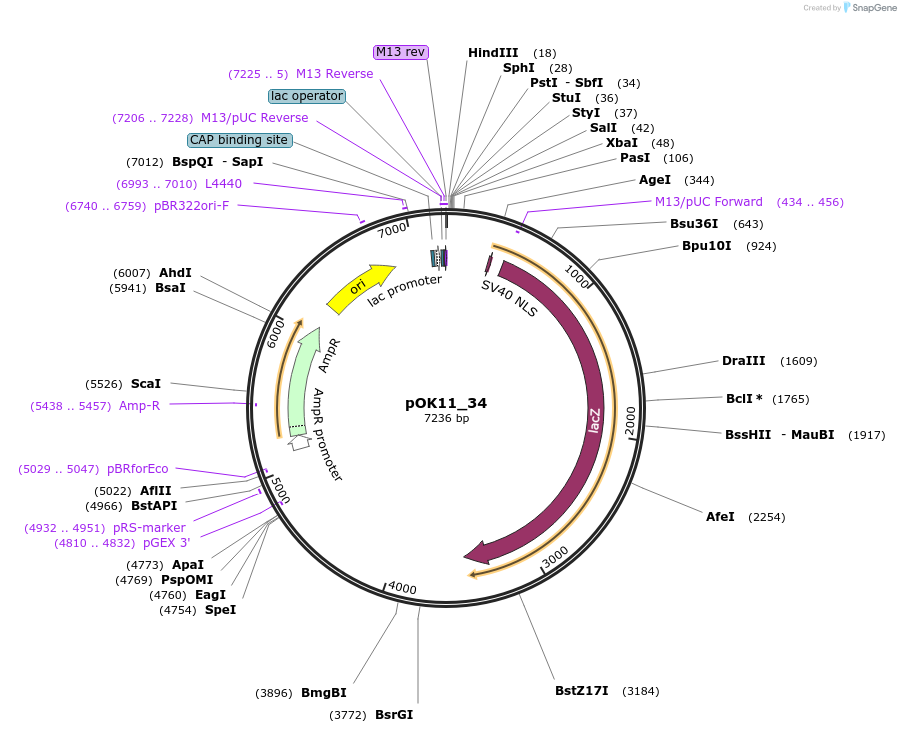 1431-plasmid-map-sequence-id-42