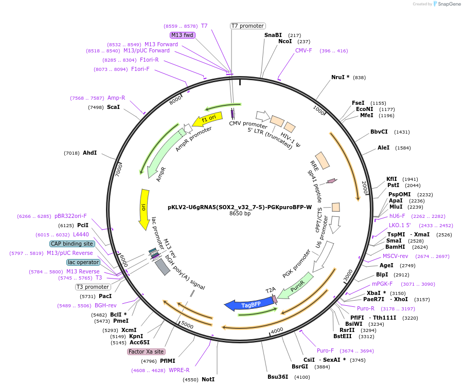 211987-plasmid-map-sequence-id-420017