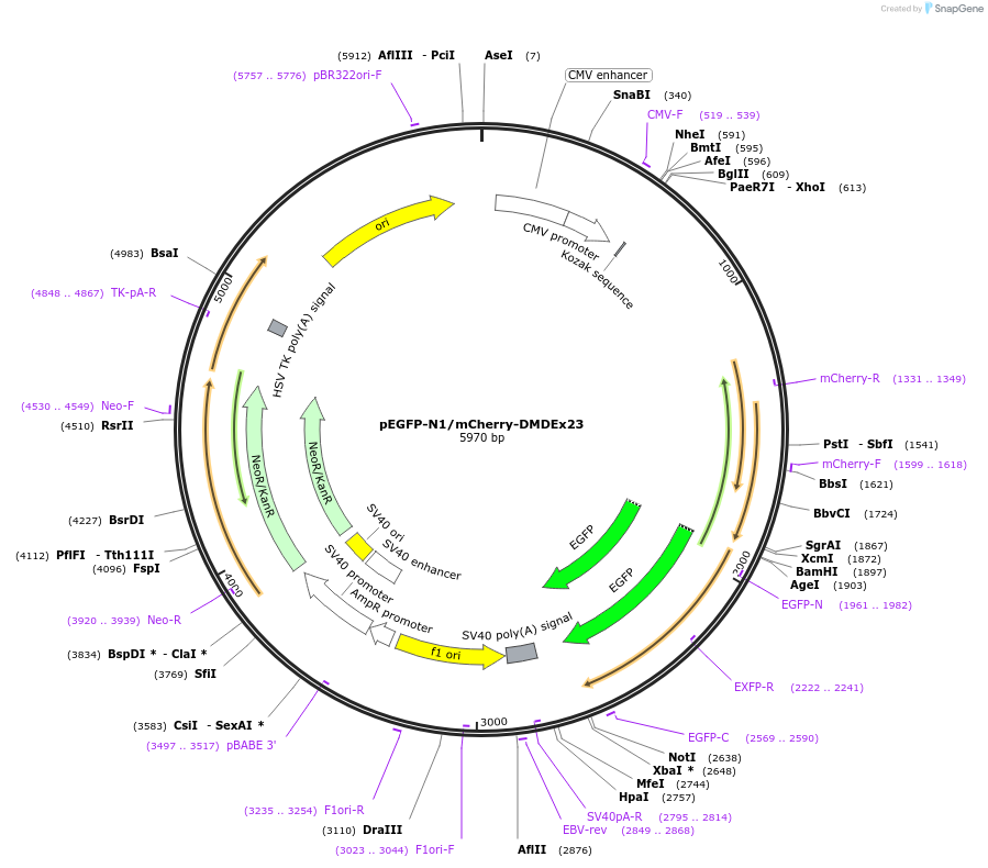 211367-plasmid-map-sequence-id-420039