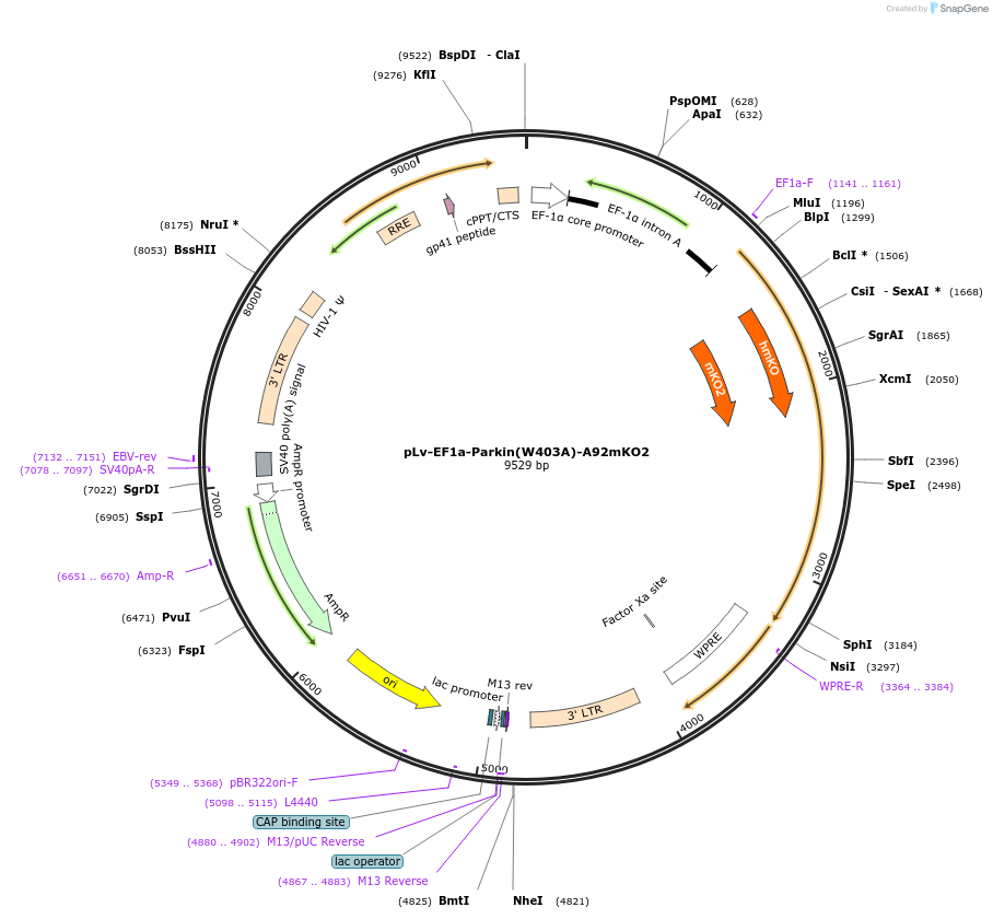 213558-plasmid-map-sequence-id-420044