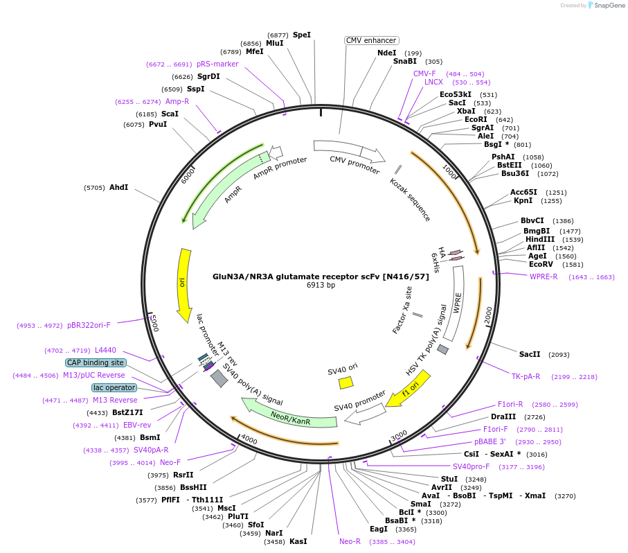 206773-plasmid-map-sequence-id-420049
