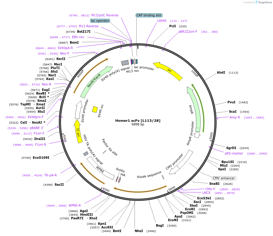 206765-plasmid-map-sequence-id-420050