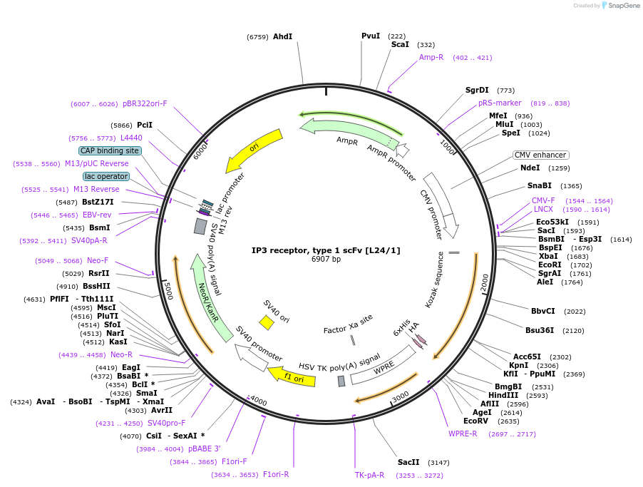 206755-plasmid-map-sequence-id-420054