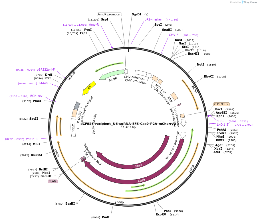 211688-plasmid-map-sequence-id-420078