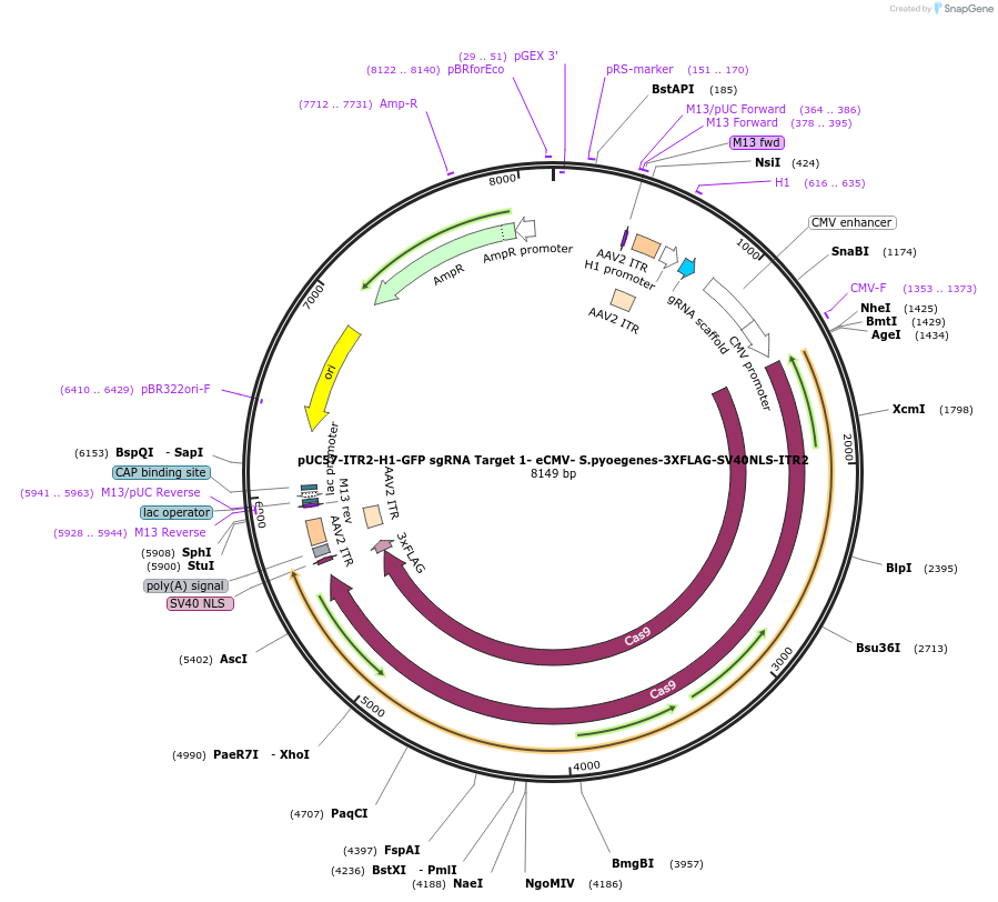 210737-plasmid-map-sequence-id-420079