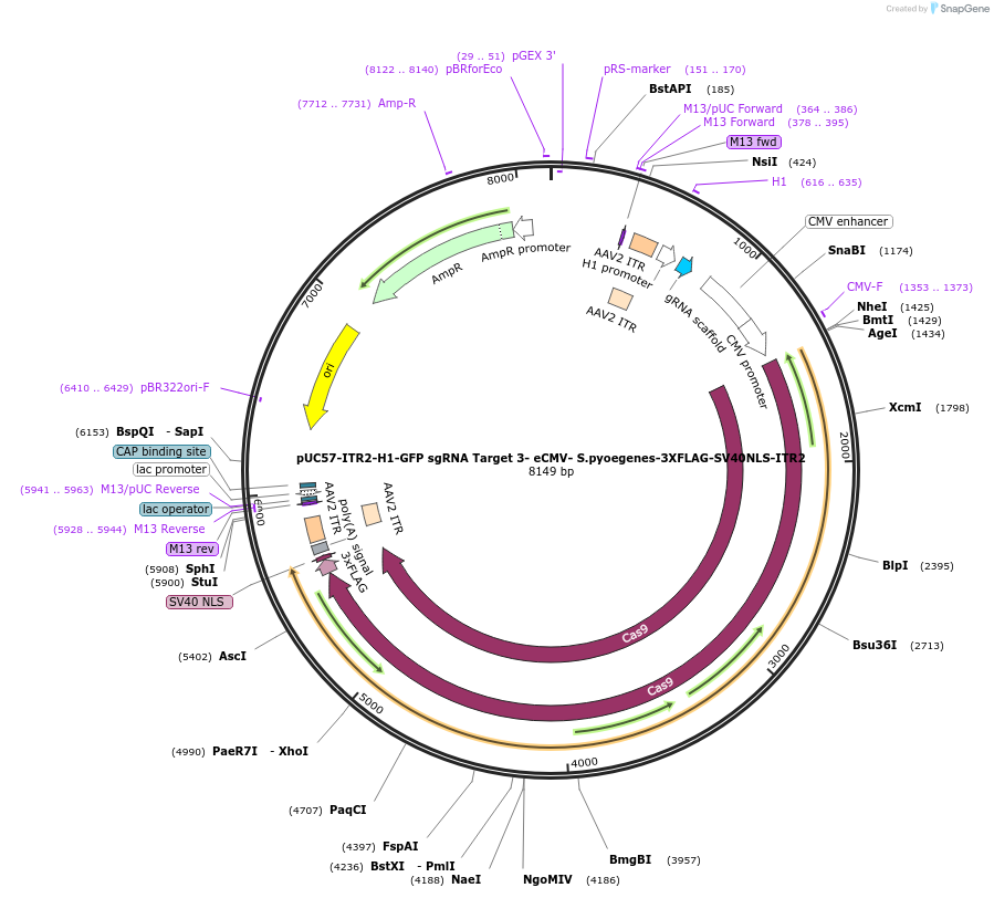 210739-plasmid-map-sequence-id-420082