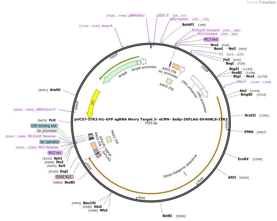 210743-plasmid-map-sequence-id-420083