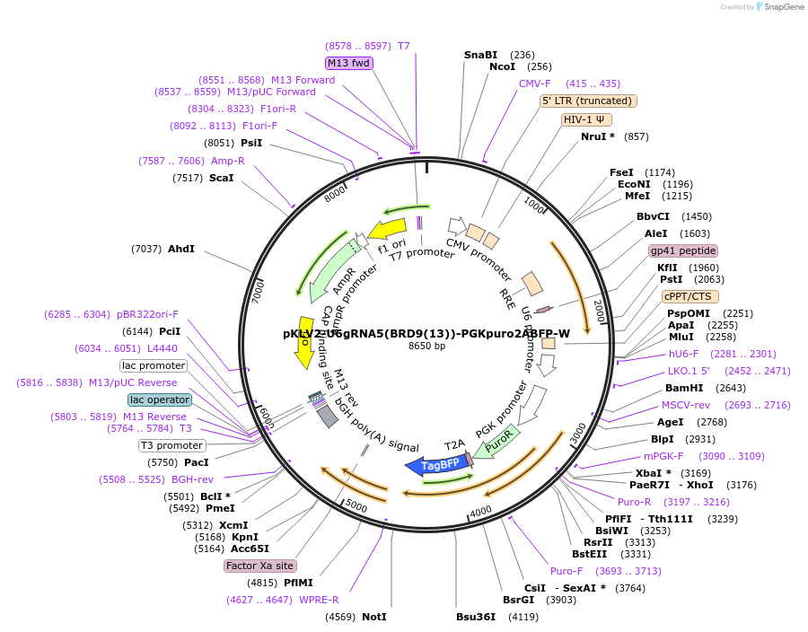 200473-plasmid-map-sequence-id-420093