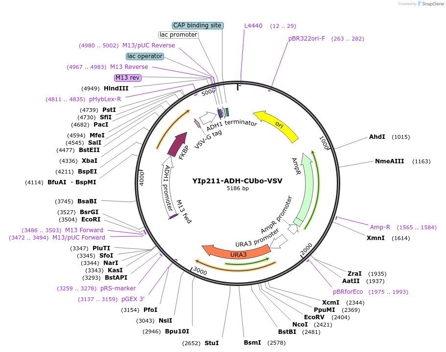 212733-plasmid-map-sequence-id-420098