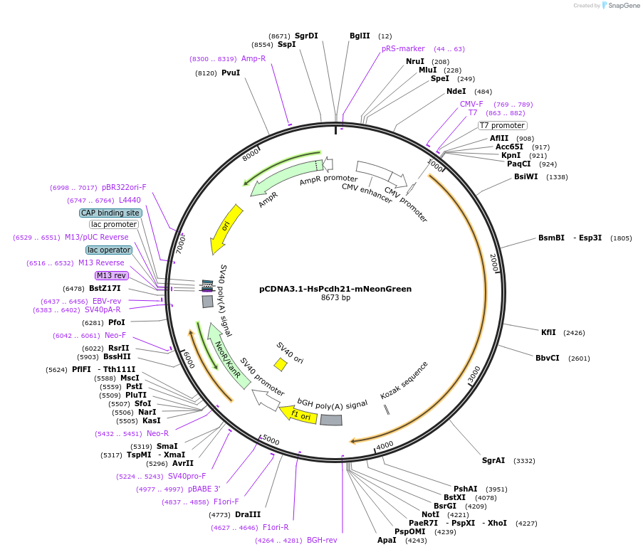 210819-plasmid-map-sequence-id-420100
