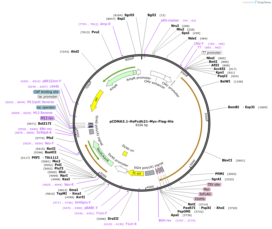 210818-plasmid-map-sequence-id-420102