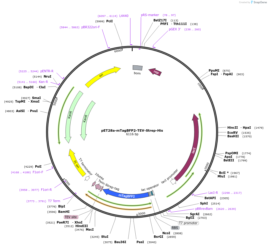 210824-plasmid-map-sequence-id-420103