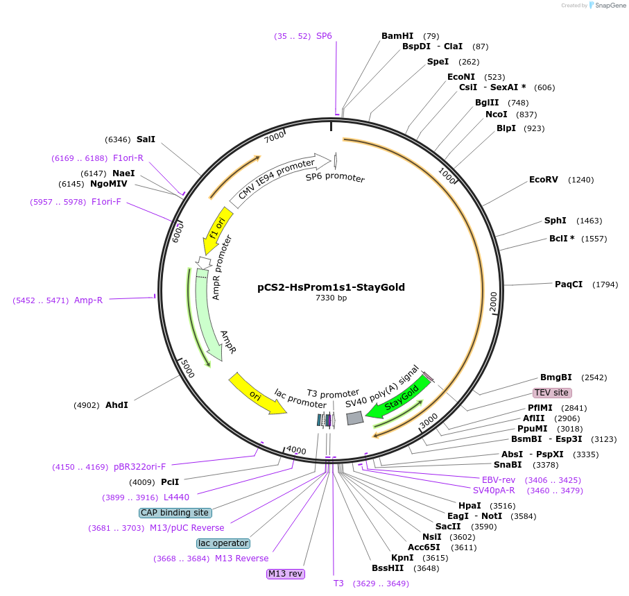 210821-plasmid-map-sequence-id-420106