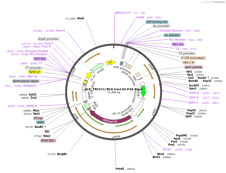 212196-plasmid-map-sequence-id-420116