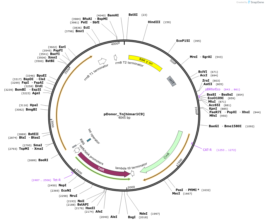 213906-plasmid-map-sequence-id-420119