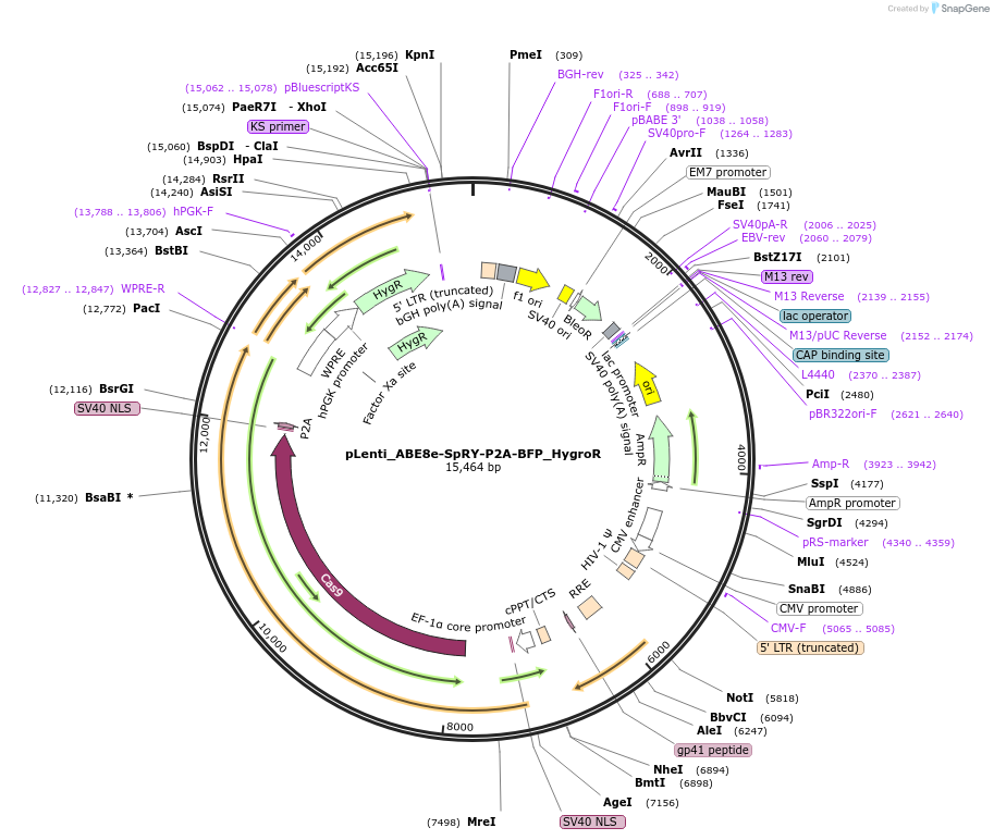 213009-plasmid-map-sequence-id-420130