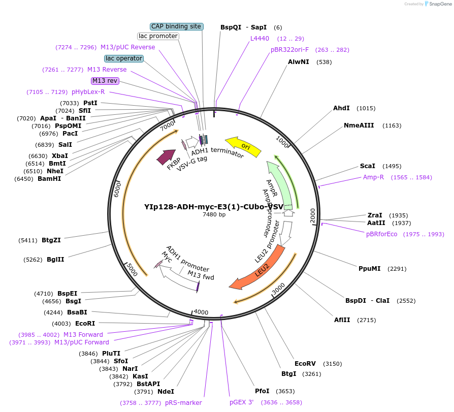 212735-plasmid-map-sequence-id-420131