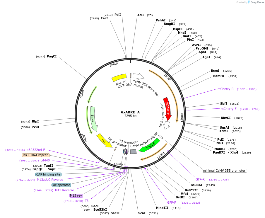 185803-plasmid-map-sequence-id-420132
