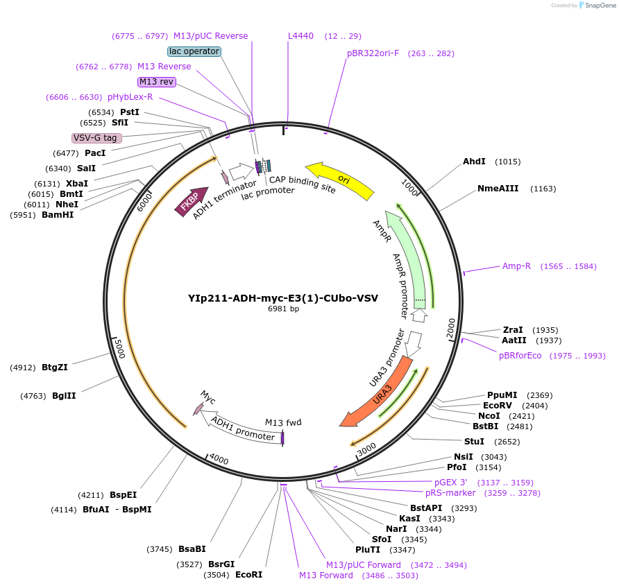 212736-plasmid-map-sequence-id-420133