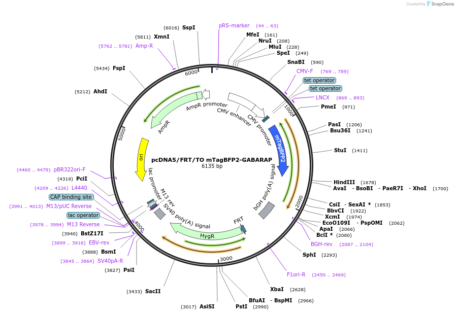 212110-plasmid-map-sequence-id-420141