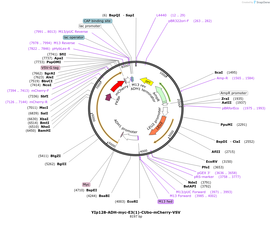 212739-plasmid-map-sequence-id-420142