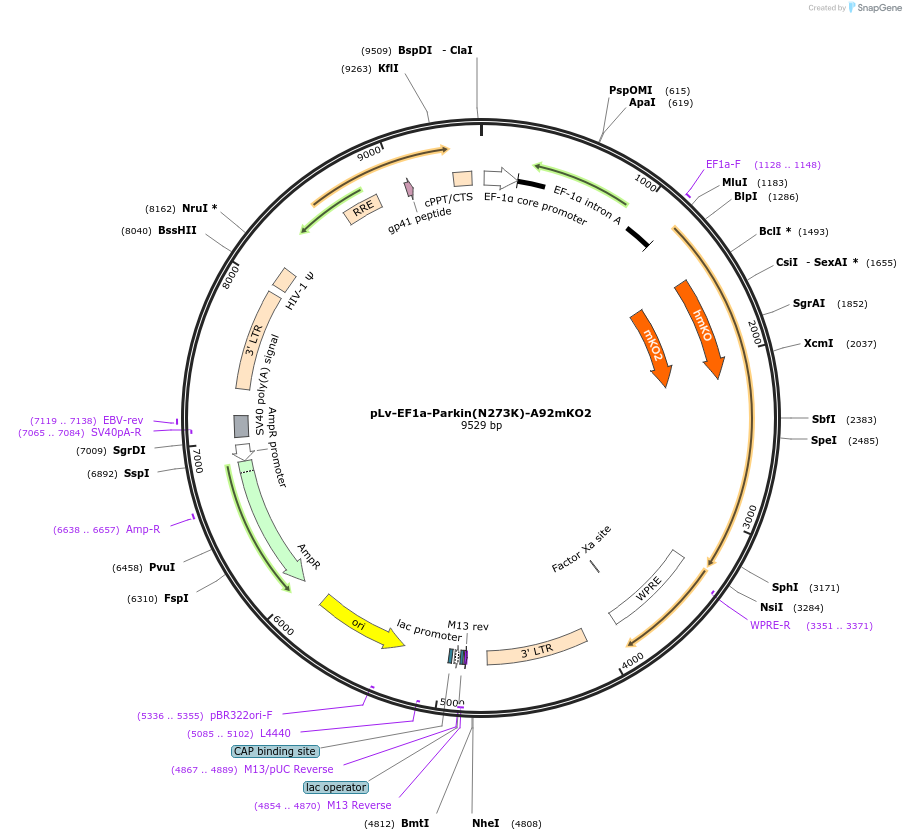 213555-plasmid-map-sequence-id-420144