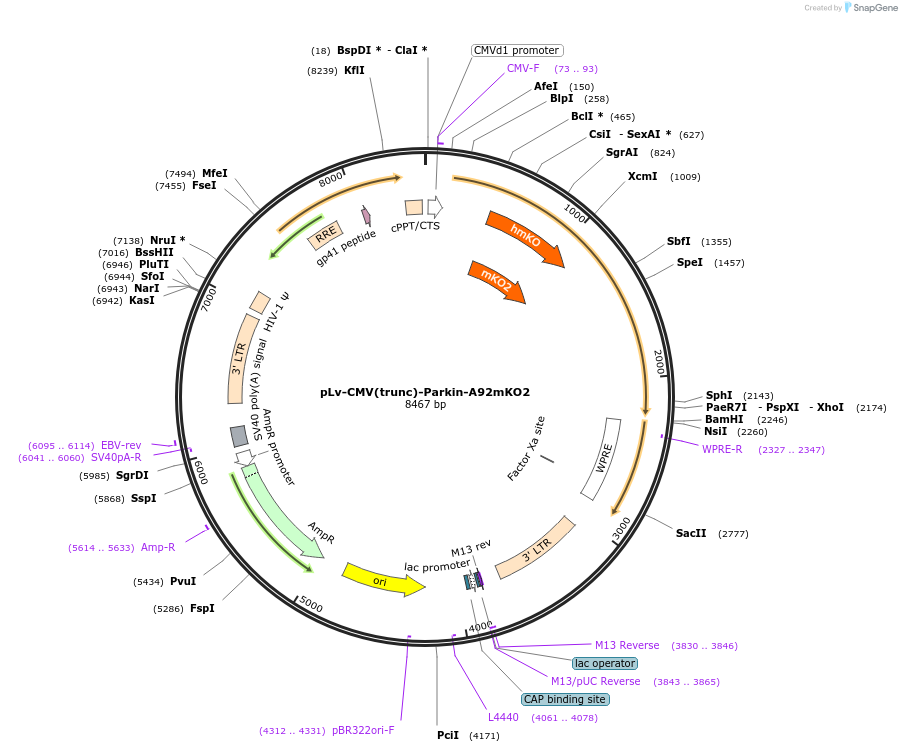 213549-plasmid-map-sequence-id-420145